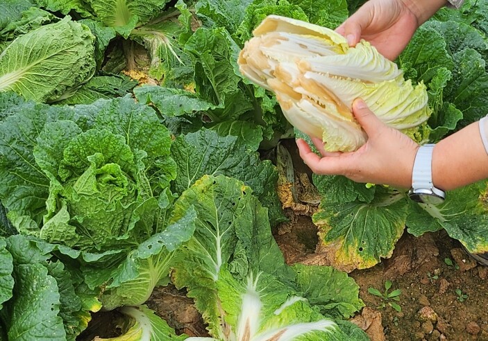 해남군, 배추 병해충 예찰 강화 및 ...
