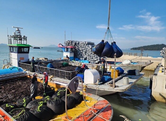 신안군 2026년산 첫 ‘햇김’ 위판...