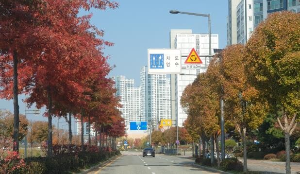 세종시, 가로수 종합계획 수립·시민 ...