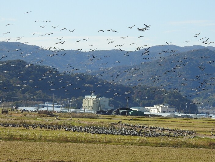 순천만 전봇대 뽑자, 귀한 황새도 찾...