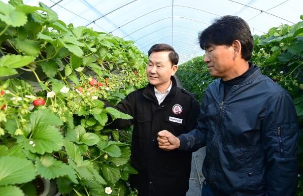 고령군 새콤달콤 맛있는 “명품 고령딸...