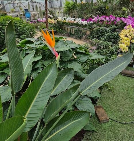 함평군 자연생태공원, ‘극락조’ 개화...