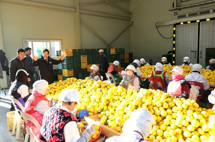 고흥군, 2025년산 고흥 유자 본격...
