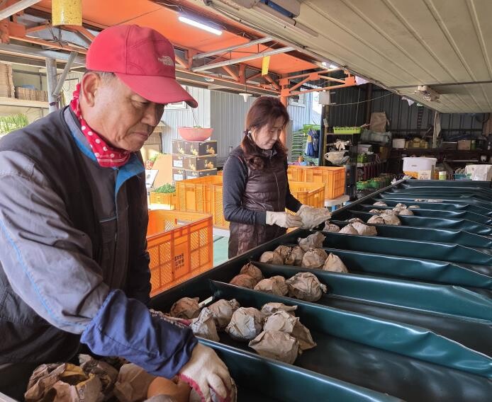 세종 배, 대한민국 최고 품질 입증했...