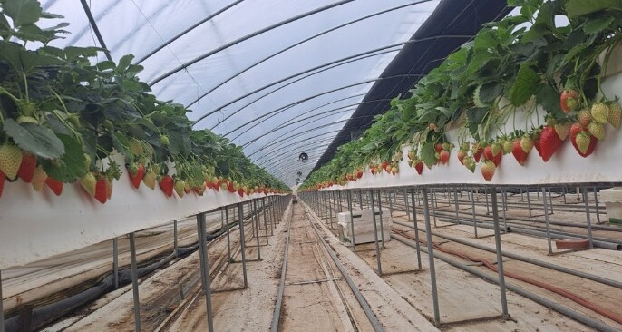 곡성군, “고품질 딸기 출하 첫 걸음...