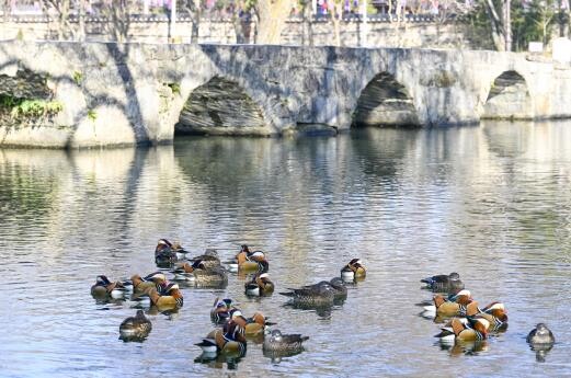 남원시 광한루원에 원앙 백여마리 둥지...
