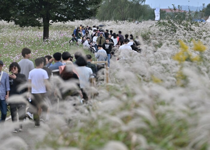광주서창억새축제, 10만명 발길…18...