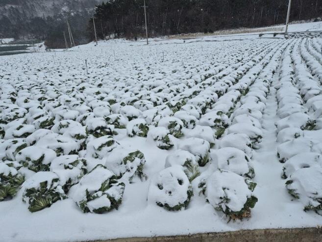 진도군, 월동 배추 농작물 재해보험 ...