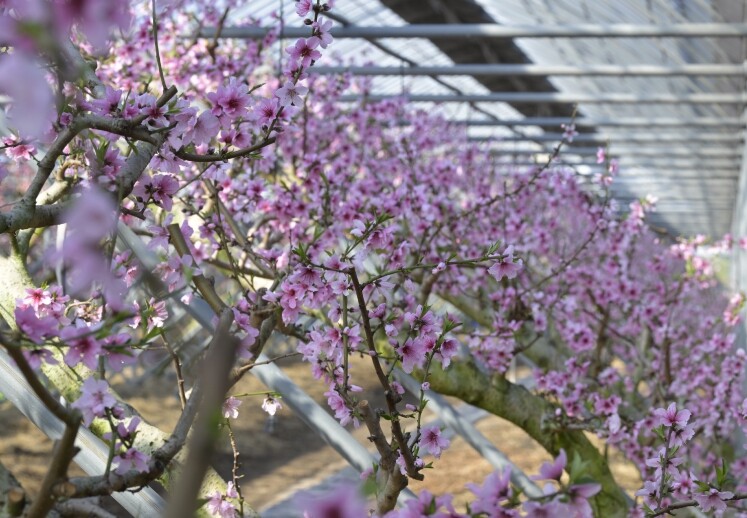 남원 복숭아, 봄 소식을 전하는 복사...