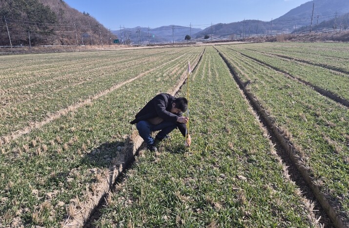 진도군, 맥류 생육재생기에 웃거름 실...